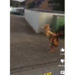 Apenas um grupo123