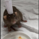 Roblox Ratatouilles