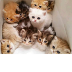 The kitty squad_