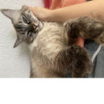 Katzen_Sara