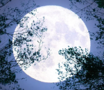 The Moon Cult [TMC]
