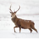 Love Deer Town