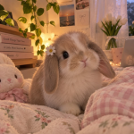 bunniva
