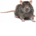 rat gangg