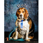 Beagle group!