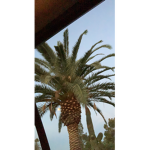 Palm Tree Armyyyy