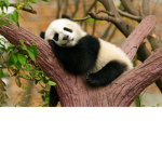 Save the super duper adorable pandas!!!!