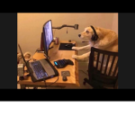 Doge hub / military