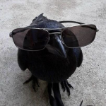 raven saints