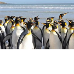Penguins for life!!!!