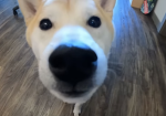 boyoboymoomy