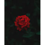 KING ROSES FAN CLUB
