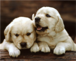 puppy lovers!