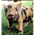 Piggy Squad Oink Oink Oink