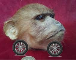 Monke Fed THE BOX