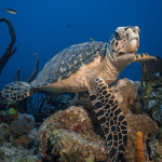 Sea time group