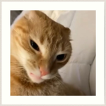 EPIC MEMES UGC