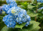 ~*Garden Flowers*~