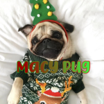 Macy pug Group Thumbnail