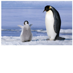 Penguin Coporations