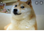 Doge loves pizza