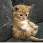 > Sparkles <