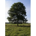 TREES R US