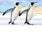 (the real) Penguin family