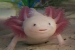 axolotls are the best :)