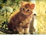 Evie’s Tabbies