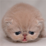cut cat club (ccc)