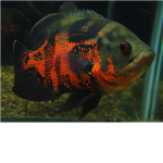 Aquariums