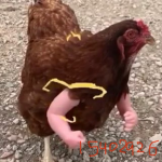 The one and only chickens