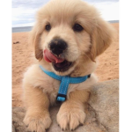 DoggySquad21