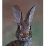 Rabbits ruling the world will learn this