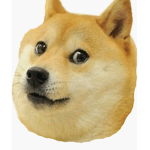 Memeing doges