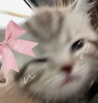 멍멍깜찍이