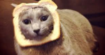 Breadonthecat Studios