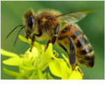 •Cute bee’s•