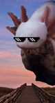 AxolotlNation$$$