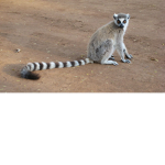 save the lemurs