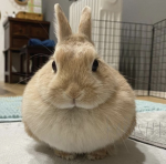 pobbles