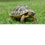 turtle conditioner group