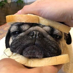 Obby de Pugs icon