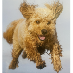 Doggie’s rule