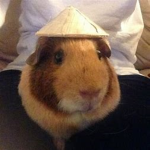 g-pigs r super cool