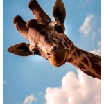 Giraffes Closet