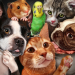 PET clothing gruop