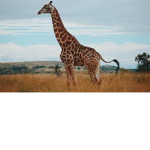 Long Necks Fans