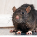 ratty rat children
